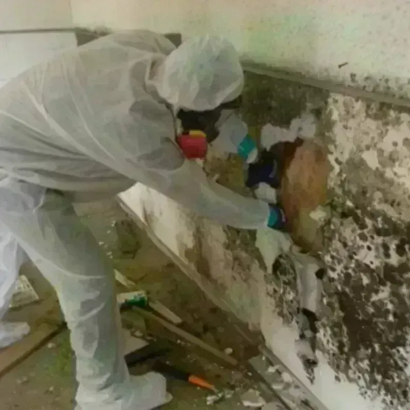 Mold Remediation and Removal in Niagara, WI